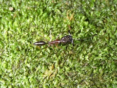 Odontomachus chelifer