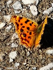 Polygonia c-aureum