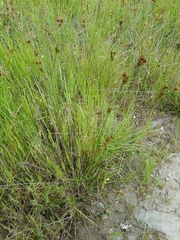 Juncus occidentalis