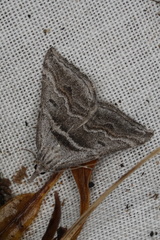 Dichromodes consignata