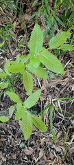 Nothofagus alpina