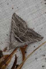 Dichromodes consignata