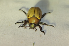 Pelidnota sordida
