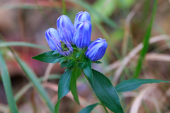 Gentiana catesbaei