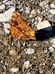 Polygonia c-aureum