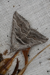 Dichromodes consignata