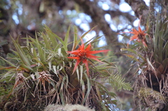 Tillandsia lautneri
