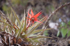 Tillandsia lautneri