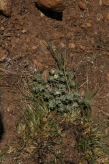 Helichrysum cerastioides