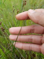 Juncus occidentalis