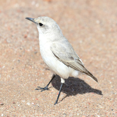 Emarginata tractrac