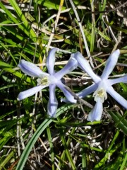 Androstephium coeruleum