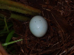 Spiza americana