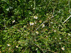 Ranunculus apiifolius