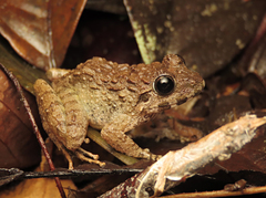 Limnonectes finchi