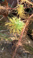 Euphorbia cyparissias