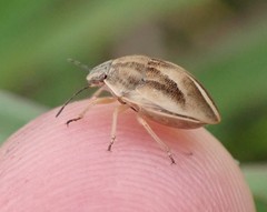 Homaemus bijugis