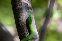 Philothamnus irregularis