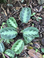 Maranta