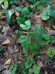 Aegopodium podagraria