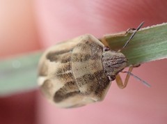 Homaemus bijugis