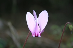 Cyclamen graecum graecum