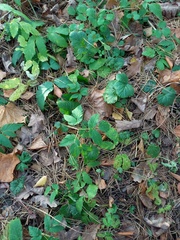 Aegopodium podagraria