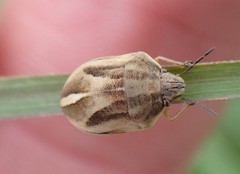 Homaemus bijugis