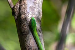 Philothamnus irregularis