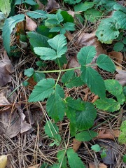 Aegopodium podagraria