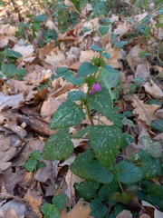 Lamium maculatum