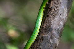 Philothamnus irregularis