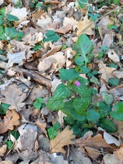 Lamium maculatum