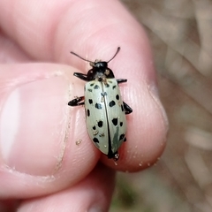 Stenochiini
