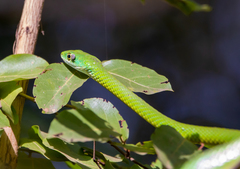 Philothamnus irregularis