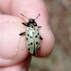 Stenochiini