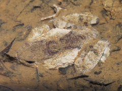 Balu Oriental Frog photo 5