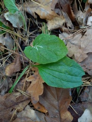 Plantago major