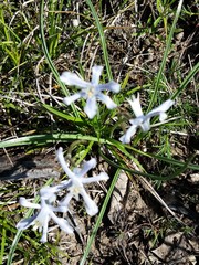 Androstephium coeruleum
