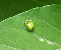 Plagiometriona herbea