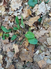 Plantago major