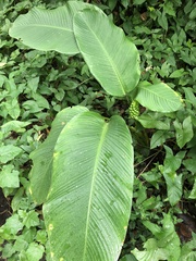 Goeppertia cylindrica