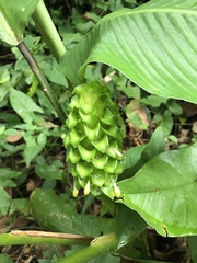 Goeppertia cylindrica