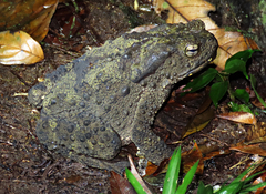 Phrynoidis juxtasper