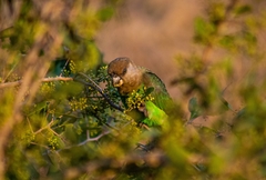 Poicephalus cryptoxanthus cryptoxanthus