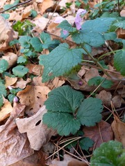 Lamium maculatum