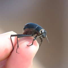 Onymacris unguicularis