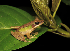 Chalcorana megalonesa