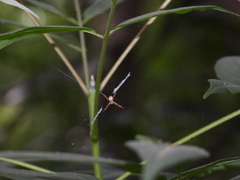 Argiope perforata