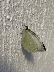 Leptophobia aripa